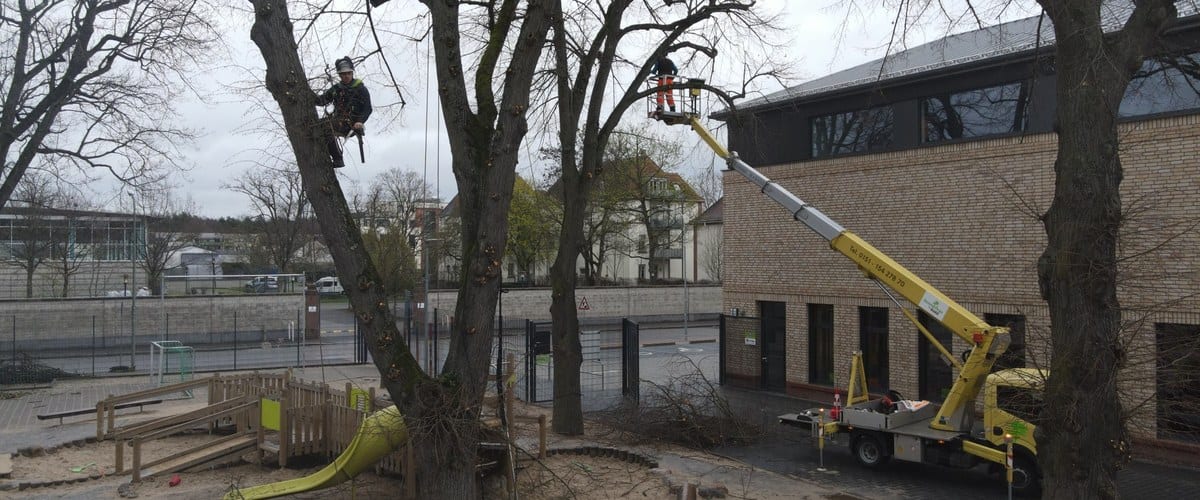 Baumpflege Spielplatz