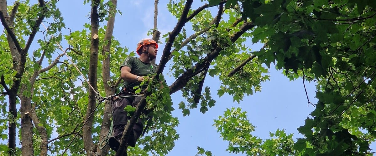 Kletterer im Baum