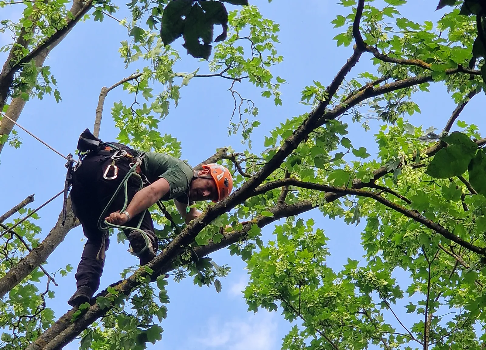 Baumpfleger im Einsatz